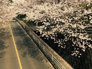 桜　原上公園