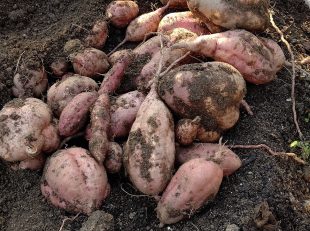 宗像店　大地の菜園　サツマイモ