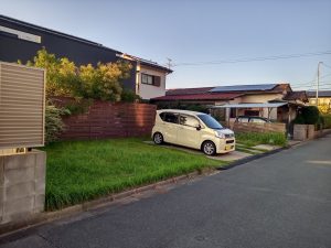 施工前　天然芝150㎜に成長　植木剪定前