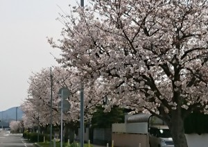 桜