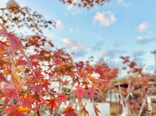 紅葉　グランド工房西福岡店　落葉