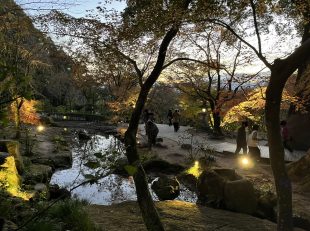 紅葉　神社　ライトアップ