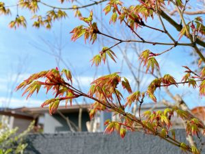 モミジの新芽