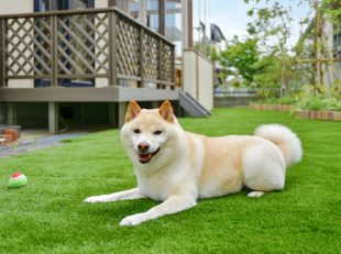 人工芝・ガーデンルーム・ペット・犬