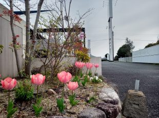 グランド工房小倉店　チューリップ