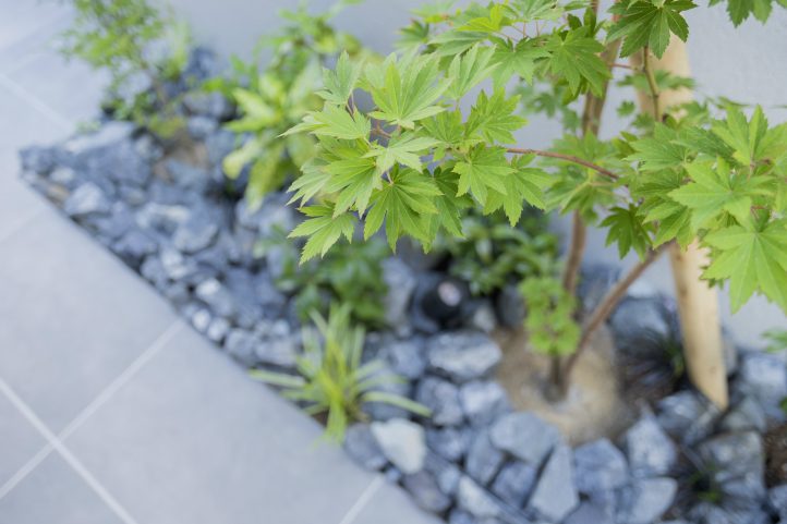 コハウチワカエデ・栗石・植栽・和モダン