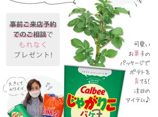 ポテトバッグ　じゃがりこバケ土　新春イベント