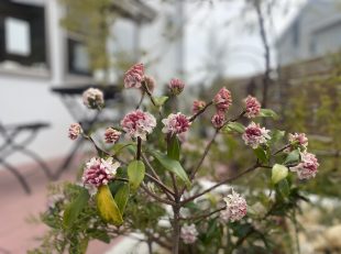 展示場の沈丁花