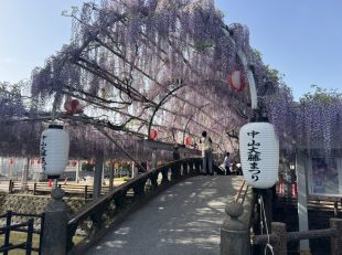 中山大藤　柳川