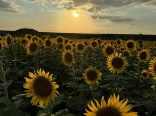 柳川ひまわり畑　夕日