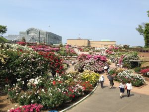 グリーンパーク　響灘緑地　春のバラフェア　北九州市若松区