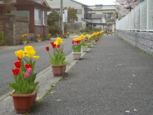 直方市　チューリップ　プランター　街並み