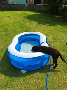 庭　プール　犬　ワンちゃん　芝　芝生　夏の庭