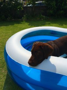 犬　庭　芝生　芝　プール　水浴び