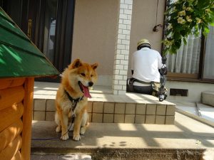 匠会　古賀さん　犬　かわいい　ほっこり　工事中