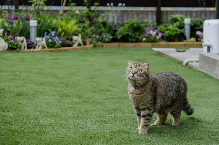 人工芝で寛ぐねこちゃん