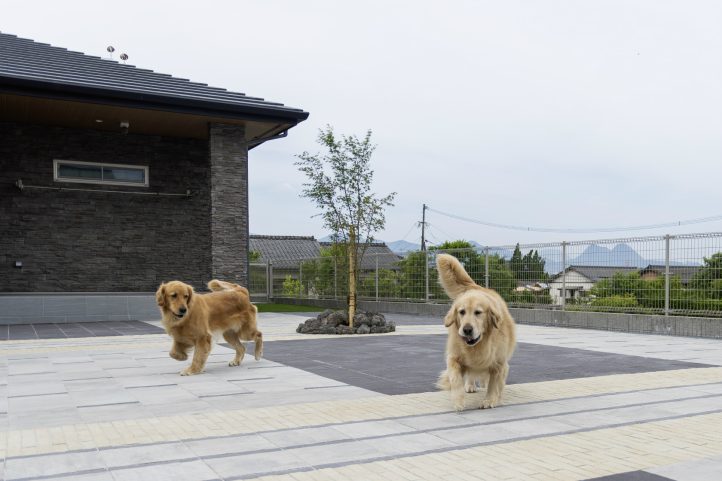 ドックランで遊ぶわんちゃん