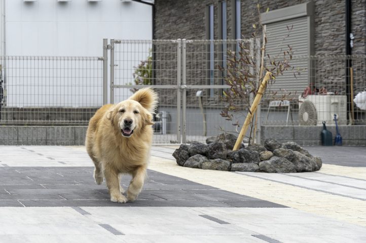 ドックランで遊ぶわんちゃん