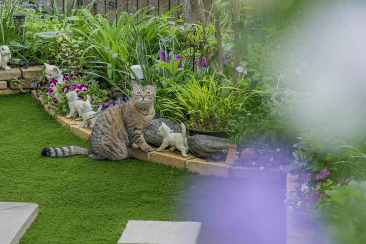 お庭でカメラ目線なねこちゃん