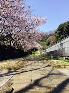 桜　西方寺