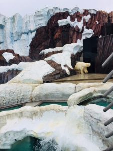 シロクマ　上野動物園