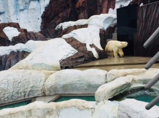 シロクマ　上野動物園