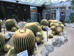 動植物園　多肉コーナー