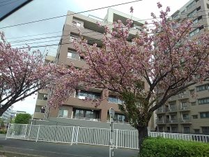 八重桜③