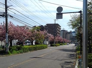 八重桜①