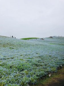 ネモフィラ　国営ひたち海浜公園