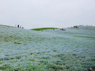 ネモフィラ　国営ひたち海浜公園