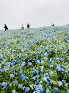 ネモフィラ　国営ひたち海浜公園