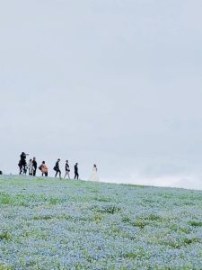 ネモフィラ　国営ひたち海浜公園