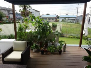 観葉植物たち