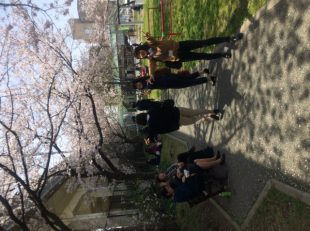 福岡 多の津公園　昨年の桜