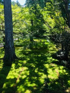 三千院　苔庭