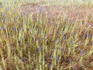 箱根湿生花園　サワギキョウ