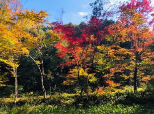 紅葉