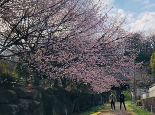 西方寺　桜