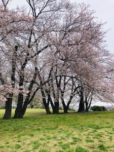 桜