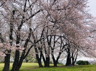 桜