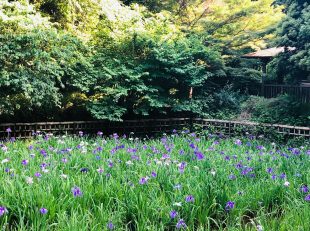 生田緑地　菖蒲園