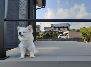 ワンちゃんとウッドデッキ