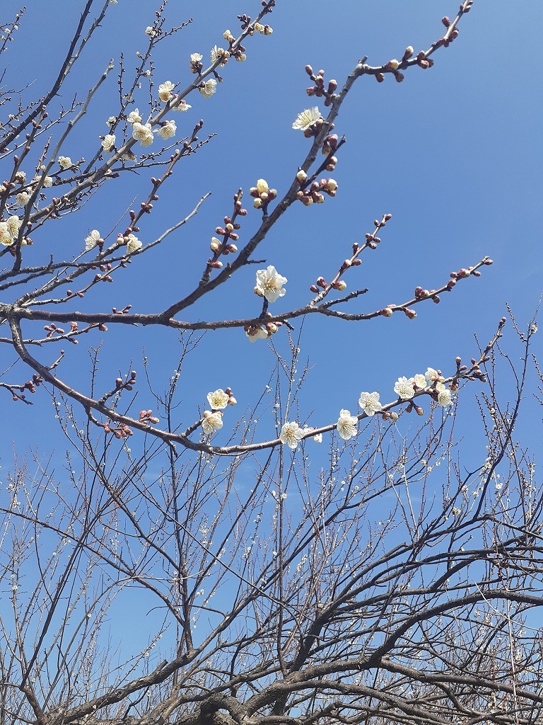 梅の花