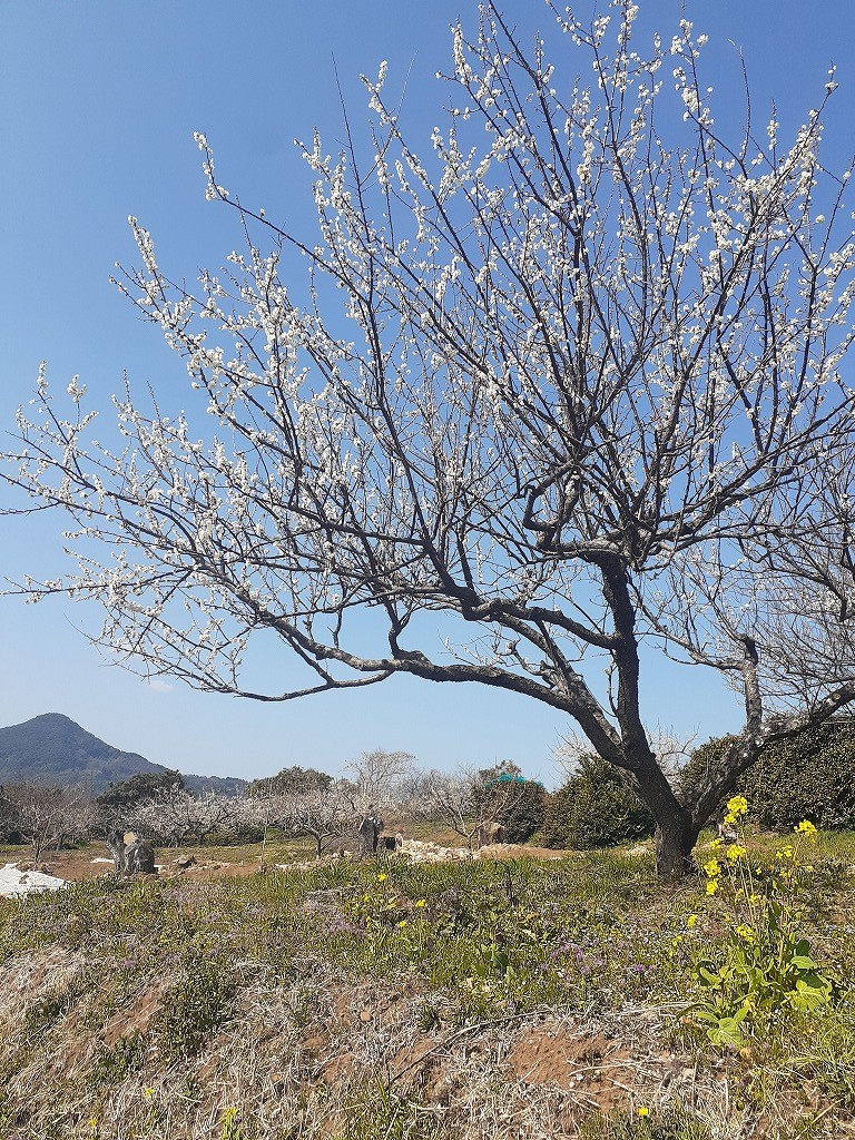 春の景色