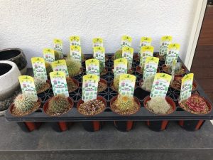 グランド工房相模原店　植物　サボテン　多肉植物