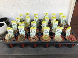 グランド工房相模原店　植物　サボテン　多肉植物