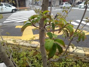 常緑ヤマボウシの花芽