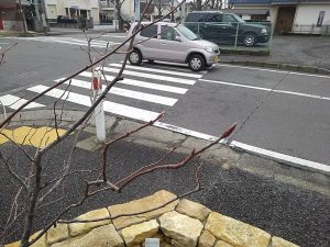 ジューンベリーの花芽