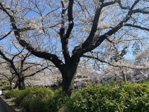 グランド工房　相模原店　桜